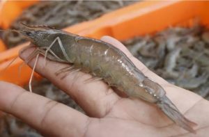 budi daya udang vaname